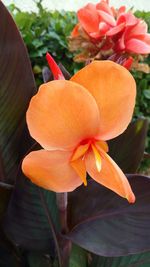 Close-up of orange day lily blooming outdoors