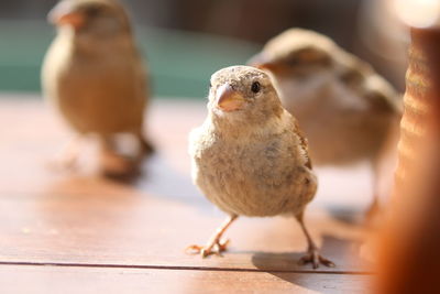Close-up of birds perching on floor