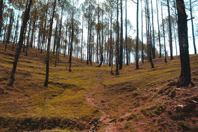 Trees in forest against sky