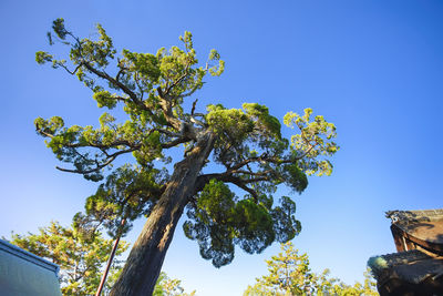 Low angle view of tree against clear blue sky