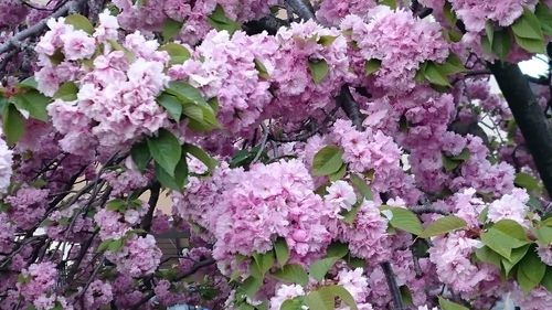 Close-up of pink flowers