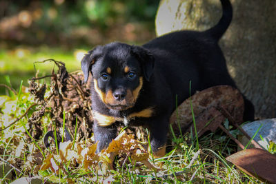 Portrait of black dog