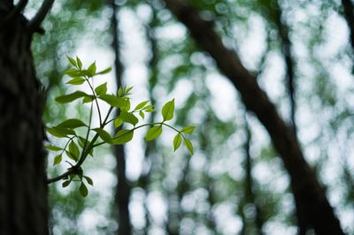 Close-up of leaves on tree