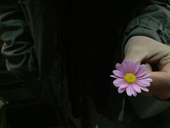 Midsection of woman holding pink daisy