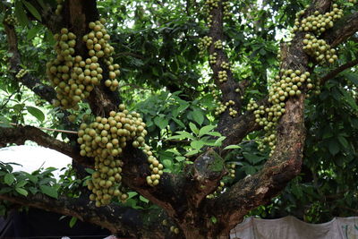 Close-up of fruits growing on tree