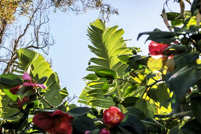 Low angle view of flowering plant against trees