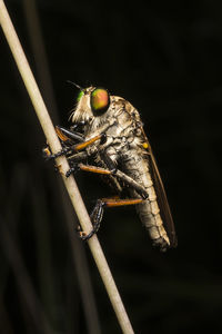 Close-up of insect