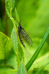 Close-up of insect on leaf