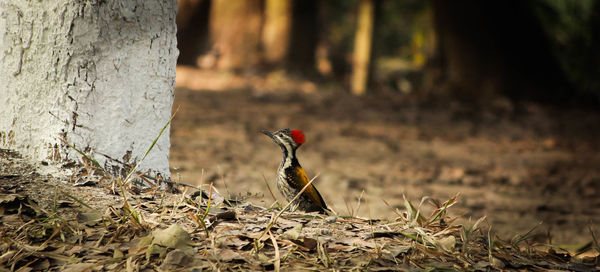 Bird perching on field at forest