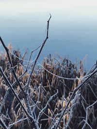 Dry plants at lakeshore against sky