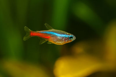 Neon tetra - paracheirodon innesi in a tropical freshwater aquarium