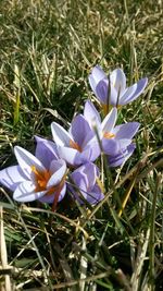 Close-up of purple crocus in field