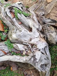 Close-up of tree trunk in forest