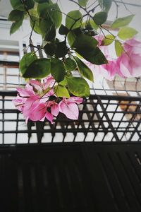 Close-up of pink bougainvillea blooming outdoors