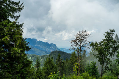 Scenic view of trees and mountains against sky