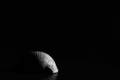 Close-up of shell on black background