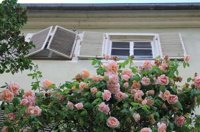 Low angle view of roses blooming outside house
