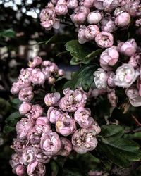 Close-up of pink flowers