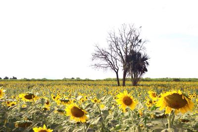 Close-up of fresh sunflower field against clear sky