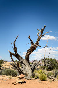 Dead tree on landscape against clear blue sky