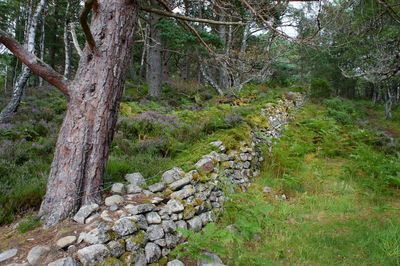 View of trees in forest