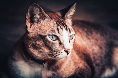 Close-up portrait of a cat