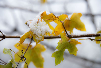 branch