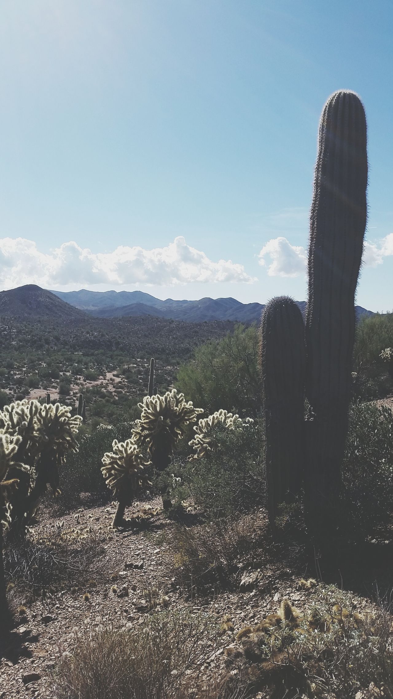 Arizona desert