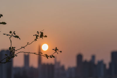 Low angle view of silhouette plants against orange sky