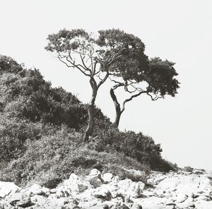 Low angle view of trees against clear sky