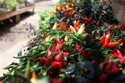 Close-up of red chili peppers for sale at market