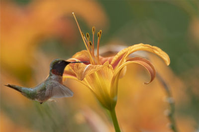 Close-up of yellow flowering plant