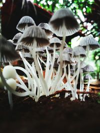 Close-up of mushrooms