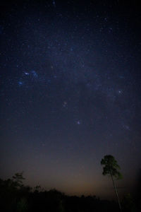 Low angle view of silhouette trees against sky at night