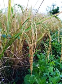 Close-up of stalks in field