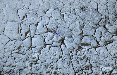 Background of dry cracked earth, parched earth, texture of earth dirt, desert, global warming