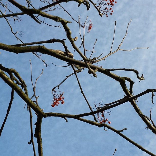 branch, bare tree, low angle view, tree, sky, nature, twig, growth, beauty in nature, focus on foreground, tranquility, close-up, outdoors, day, cloud - sky, no people, leaf, cloud, scenics, dead plant