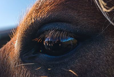 Close-up of horse eye