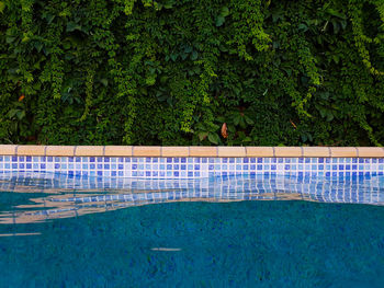 Swimming pool by trees