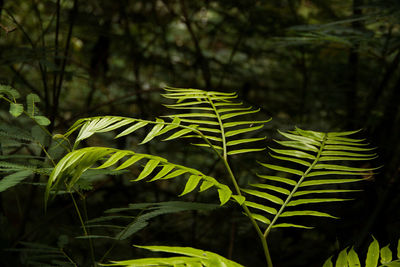 Tropical green plants in the jungle