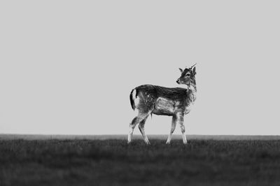 Deer standing on field against sky