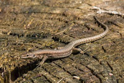 Lizard with long tail posing on a tree trunk, horizontal image