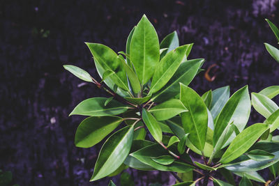 High angle view of green plant on field