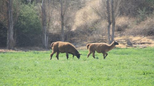 Horses in a field