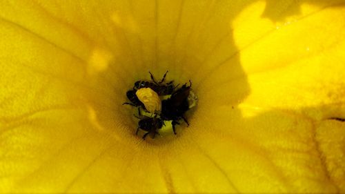 Close-up of bee on yellow flower