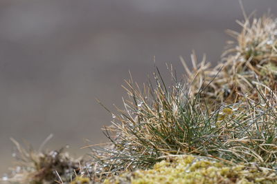 Close-up of plants growing on field