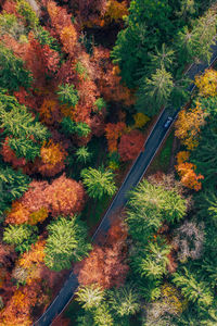 High angle view of trees in forest during autumn