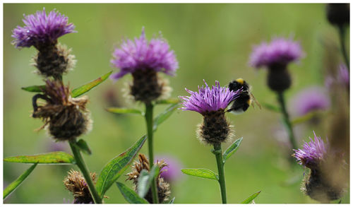 Close-up of thistle blooming outdoors