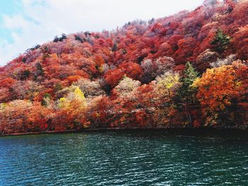 Autumn trees by lake against orange sky