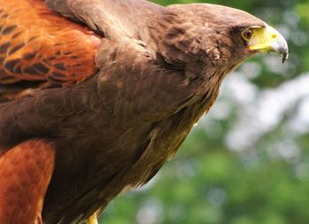 Close-up of eagle